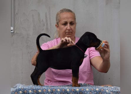 FCI Dobermann Welpe aus Championlinie – Nebula Nero di Angelo