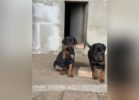 FCI Dobermann Welpe aus Championlinie – Nebula Nero di Angelo