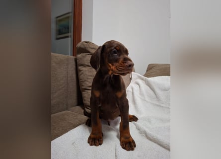 Hochwertige Dobermannwelpen - Best of Sea Croatia