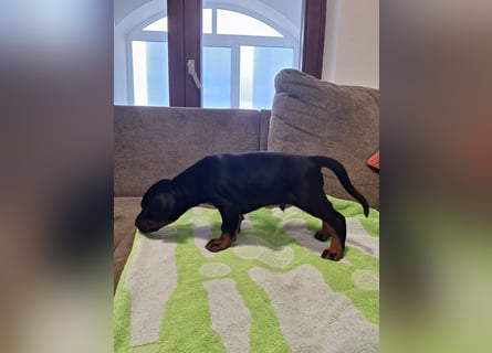 Hochwertige Dobermannwelpen - Best of Sea Croatia