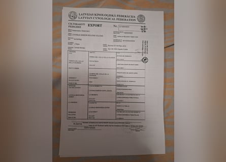 Hochwertige Dobermannwelpen - Best of Sea Croatia