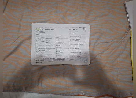 Hochwertige Dobermannwelpen - Best of Sea Croatia