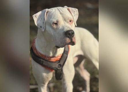DECKRÜDE reinrassig Dogo Argentino