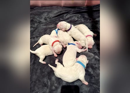 DECKRÜDE reinrassig Dogo Argentino