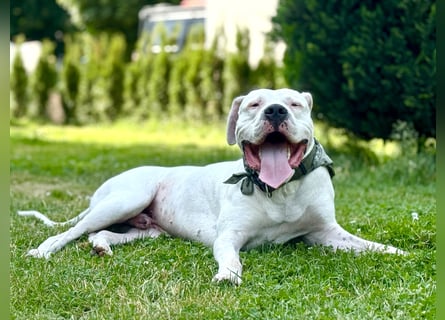 DECKRÜDE reinrassig Dogo Argentino
