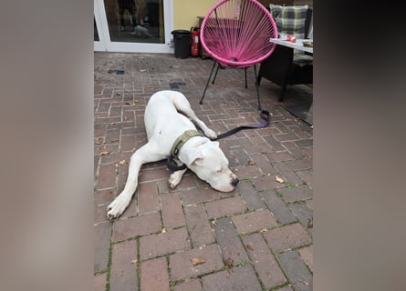 Knapp 2 Jahre alten Dogo Argentino an