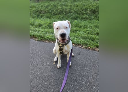 Knapp 2 Jahre alten Dogo Argentino an