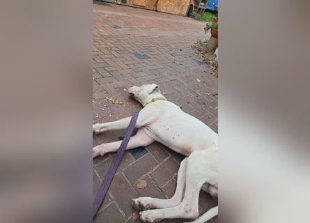 Knapp 2 Jahre alten Dogo Argentino an