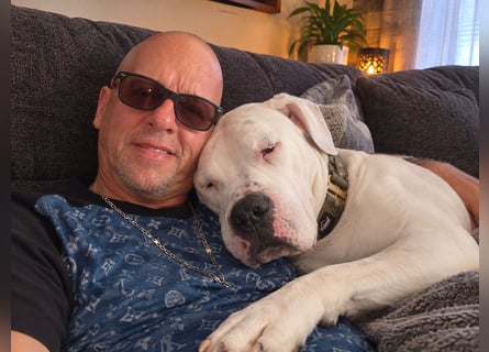Knapp 2 Jahre alten Dogo Argentino an