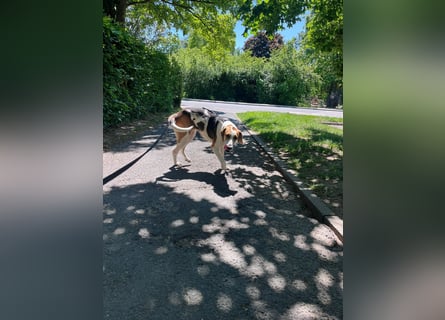 Familienhund Lona, zu besuchen in Bad Nauheim