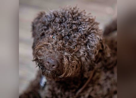Lagotto - ein Herz aus Locken und Liebe