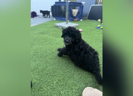 Labradoodle