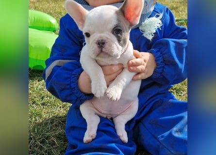 Französische Bulldoggen Welpen