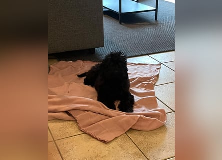 Wunderschöne Mini/Medium Goldendoodle Hündin in schwarz-braun zu verkaufen 6 Monate alt max.38cm