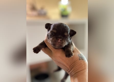 Wir haben aktuell Welpen. 2 Chihuahua Mädels