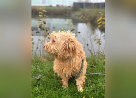 Die niedliche LEAH sucht ein  Für Immer Zuhause