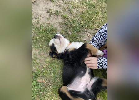 Sehr Liebe Hunde Appenzeller Sennen
