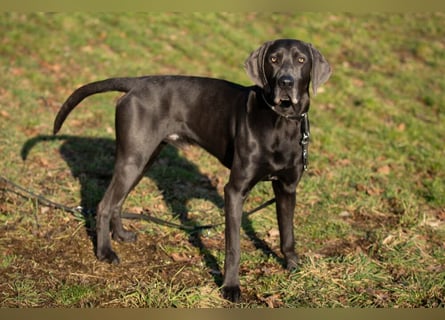 Joe Fritz - aktiver Familienhund - Tierhilfe Franken e.V.