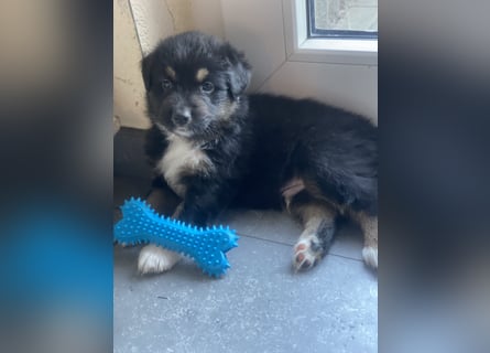 Supersüsse Australian Shepherd Welpen
