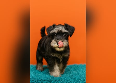 MOLLY junge Zwergschnauzer Hündin mit Stammbaum und Schalk in den Augen