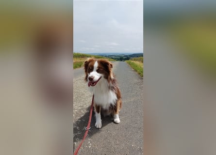 Mini Australien American Shepherd / Mini Aussi / Deckrüde / all clear /Gesundheitszeugnis