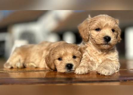 Rarität. Echte Teddybär Maltipoo Welpen in tollem Apricot abzugeben. Malteser/Pudel