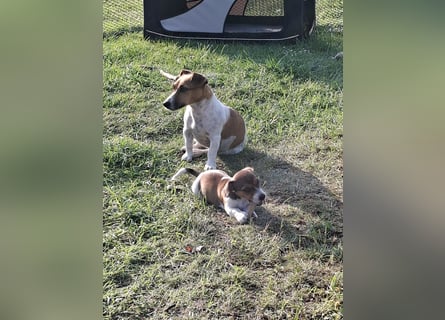 Jack Russell Hündin Welpe 3-Farbig zu verkaufen