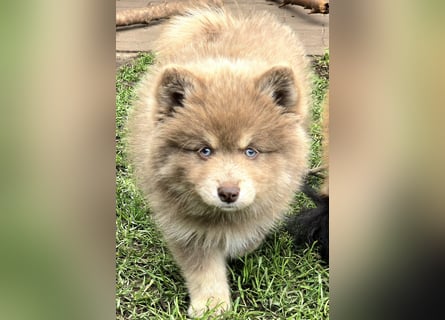 Zauberhafte Pomsky Welpen suchen ihr neues Zuhause! (ab 22.05.2025)