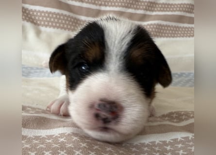Jack Russell Terrier Welpen mit Papieren