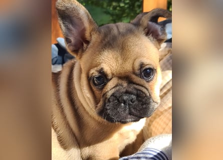 Vergnügte Frops Kinder  (Französische Bulldogge + Mops )