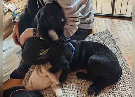 Labradorwelpen suchen bestes Zuhause