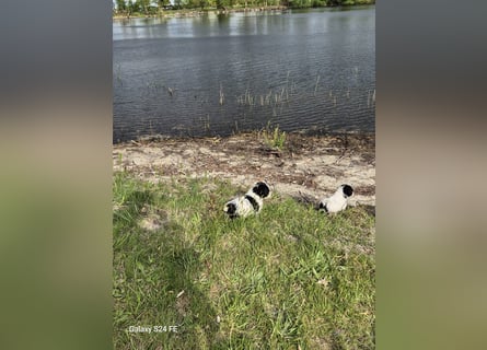 Spanische Wasserhund Welpen reinrassig