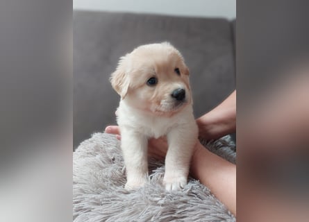 Wunderschöne Labrador-Mix Welpen