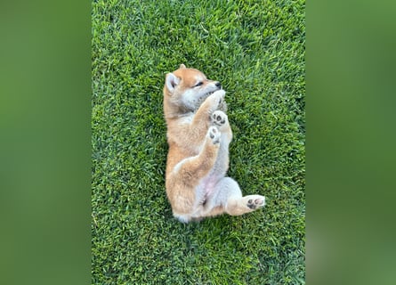 Shiba inu Welpen mit Papieren, an Erbkrankheiten getestet, Transport möglich!