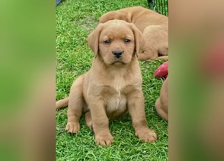 Typvolle Labrador Welpen in Foxred/Dark Foxred aus einer Top Verpaarung