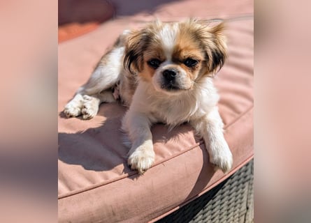Welpe Traumhund, erzogen, sozialisiert, tolle Gene, schmusig, anhänglich, zauberhaft, Familienhund