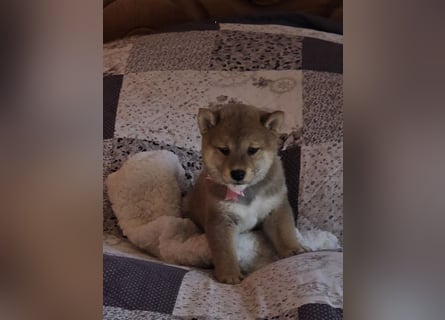 Shiba inu Welpen.   vom Haus Joe   ,Liebhaberzucht