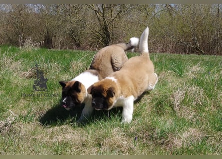 Echte reinrassiger American Akita Hündin