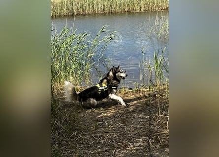 Husky aus gesundheitlichen Gründen schweren Herzen Abzug