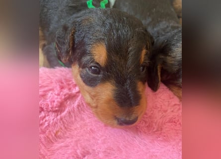Typvolle Airedale Terrier Welpen aus Leistungszucht VDH/KfT