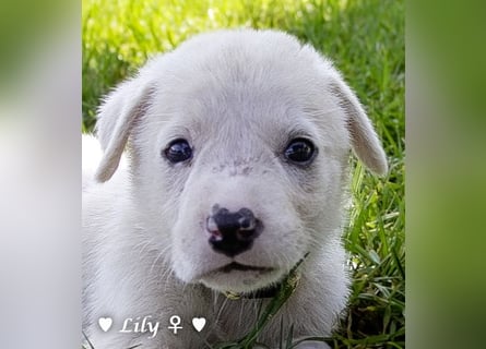 Biscuit, Casper, Pearl, Lily und Dove  suchen ihre Familie ab Oktober