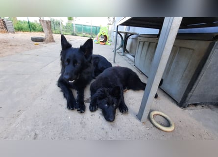 Altdeutsche Schäferhund Welpen