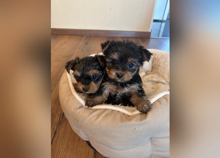 Reinrassige, bezaubernd schöne Yorkshire Terrier Welpen zu verkaufen