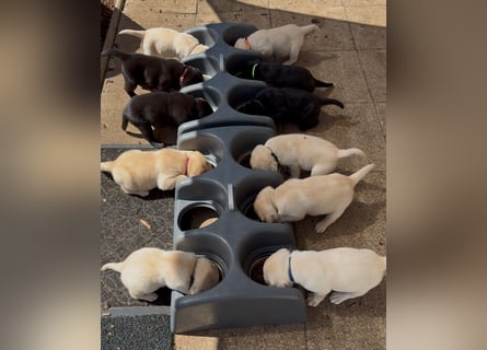 Labrador Retriever Welpen, reinrassig, Ahnenpass uvm., schwarz und gelb
