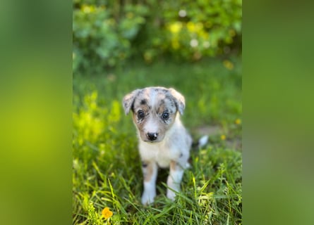Wunderschöne Australien Shepherd Border Collie Welpen