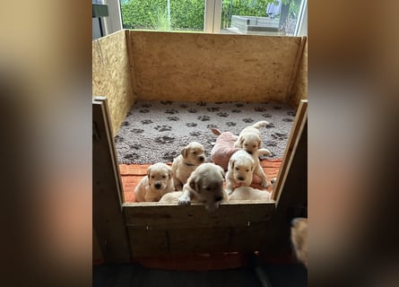 Golden Retriever Welpen