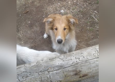 Colliewelpe - eine kleine Lady sucht noch ein  Zahause