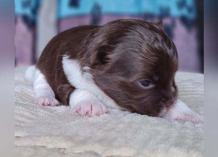 Bezaubernde Welpen aus Bolonka Zwetna und Pomeranian (Zwergspitz)
