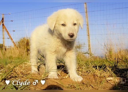 Ivy (angefragt) und Clyde suchen ein Zuhause