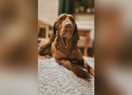 Magyar Vizsla Welpen suchen ab Mitte März ein neues liebevolles Zuhause